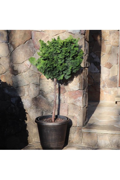 Кипарисовик туполистый Нана Грацилис на штамбе